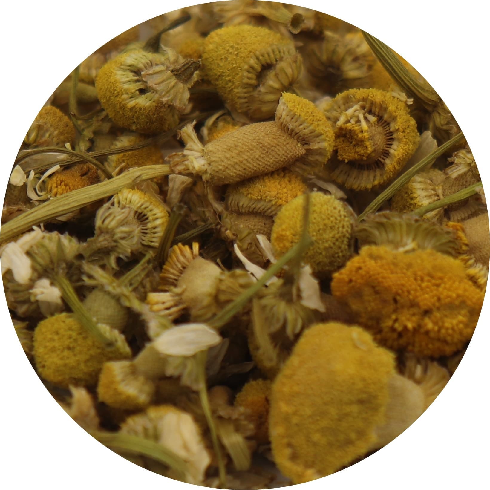 camomile.jpg